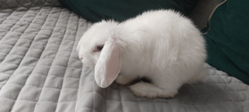 Кролик белый с клеткой