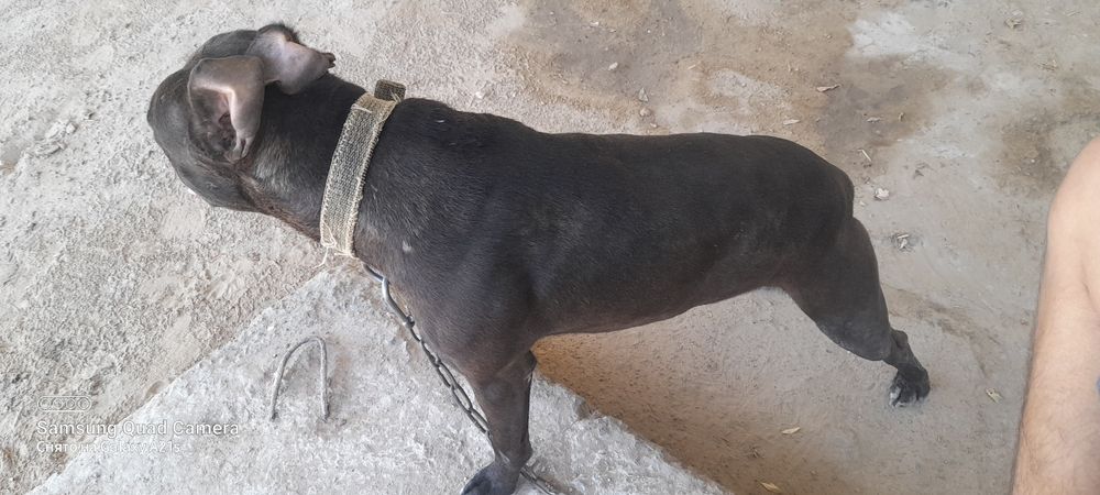 Собака Пит-бультерьер