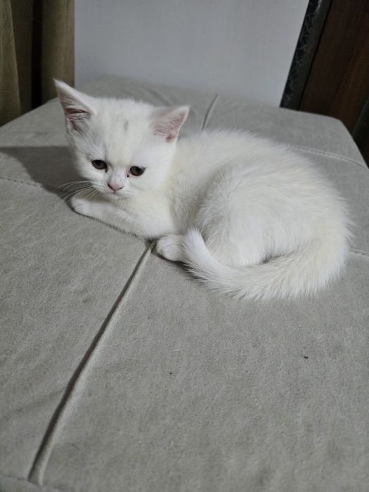 Turk angora mushuklari 2 oylik sotiladi