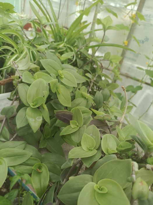 Продам отростки укоренённые