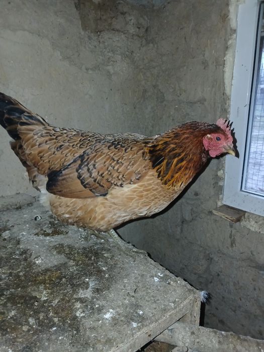 Тауық, қораз тауық