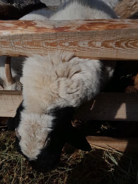 Продаётся баран породы Дорпер