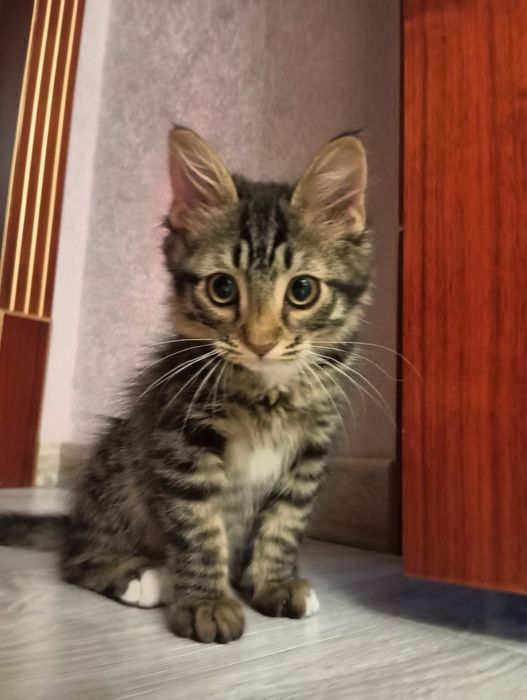 Продам котёнок 3 месяц, девочка)