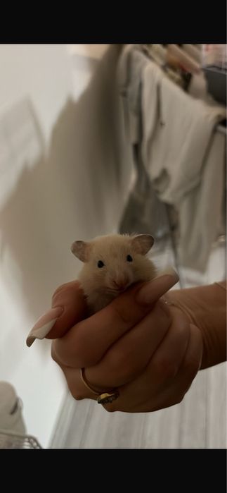 Vand  pui de hamsteri sirieni 2 fete si un baiat  URGENT