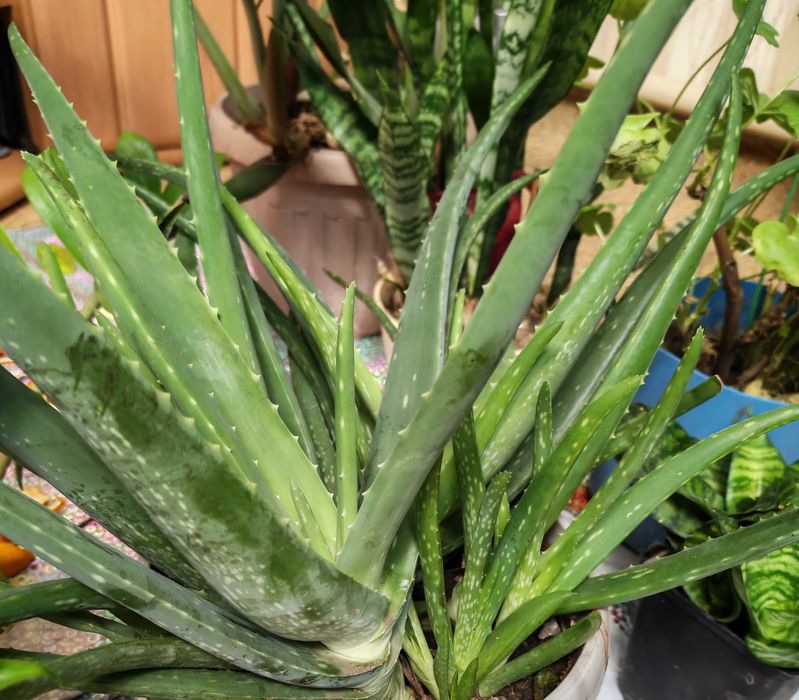 Продам комнатные растения