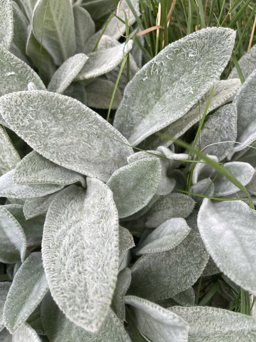 Заешко ухо / стахис / агнешка ушичка