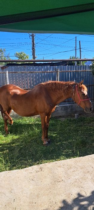 Iapă de vânzare foarte bine îngrijită