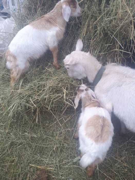 Продам козу с козлятами.