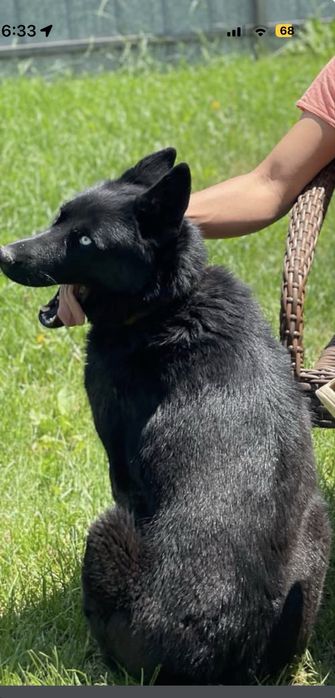 Отдам в хорошие руки