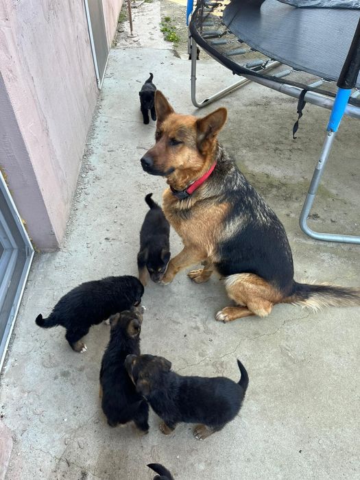 Donez căței metis de Ciobanesc German