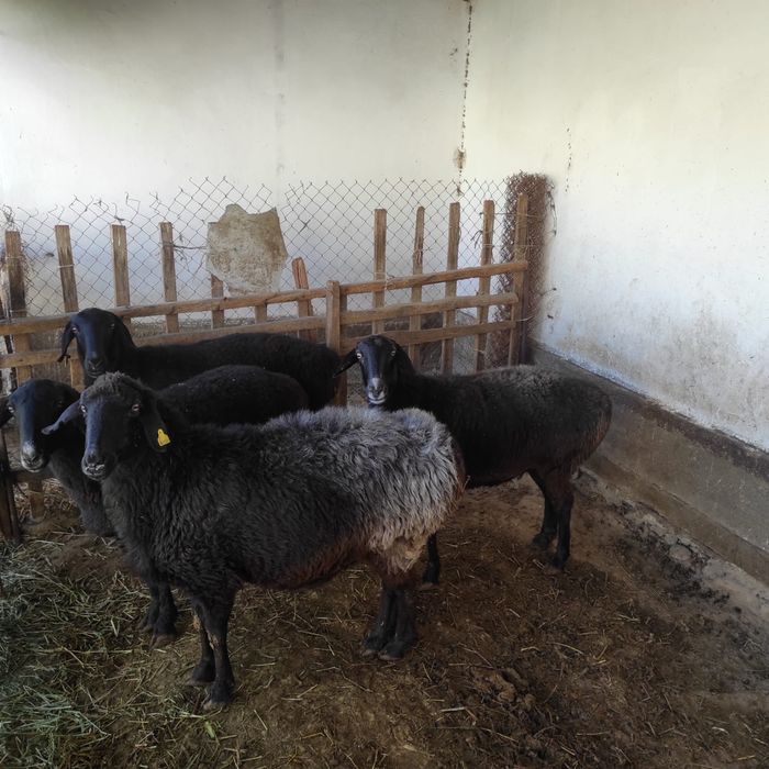 Семіз саулықтар сатылады