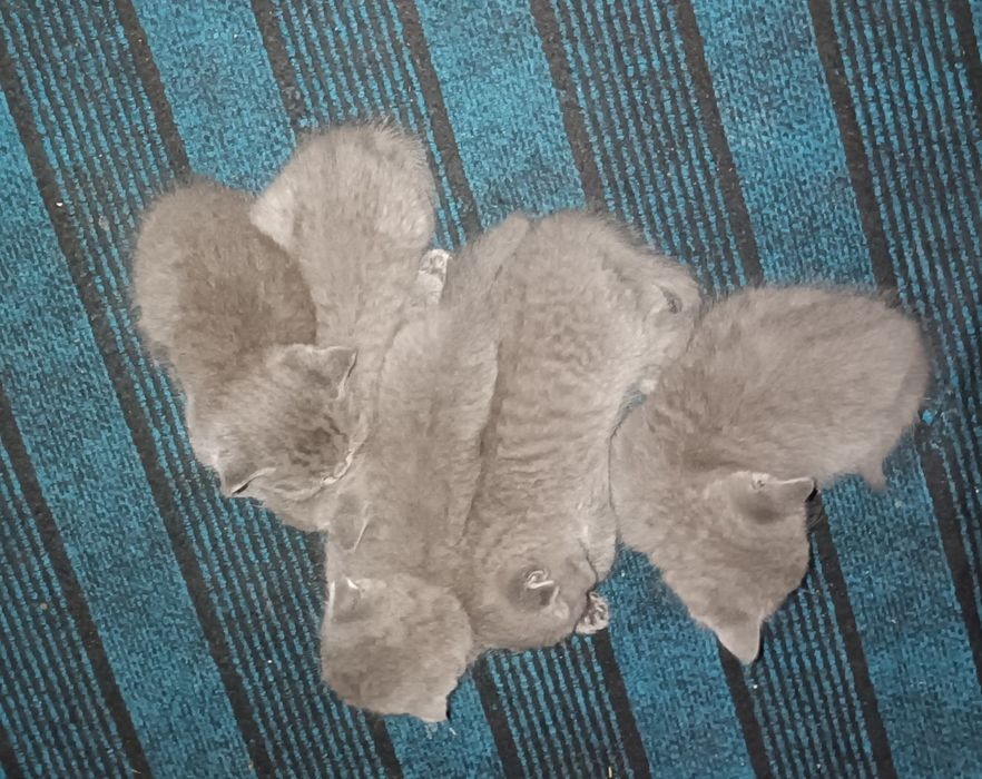 Мушукчалар сотилади шотланд