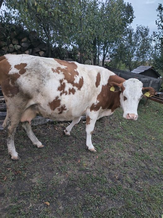 Vaca gestanta bălțată românească