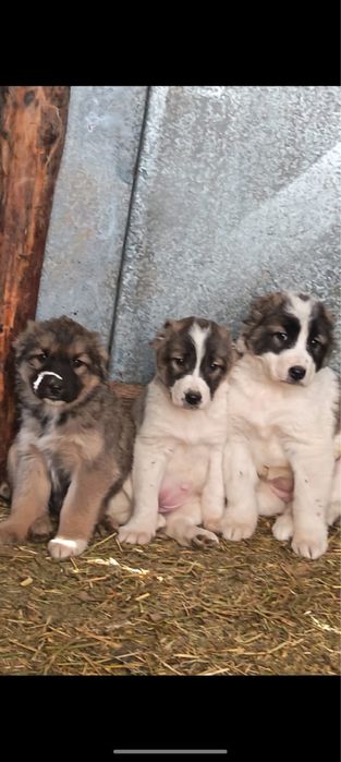 Алабай күшіктер 3-ұрғашы