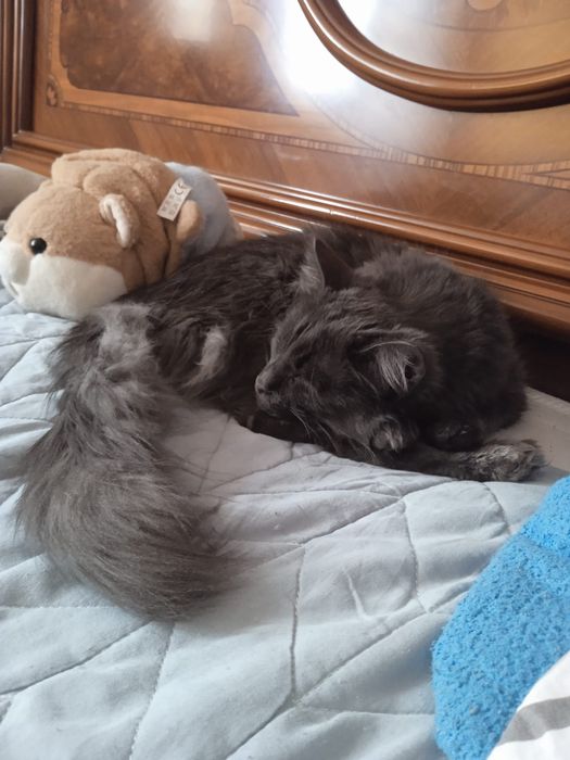 Срочно отдам котенка