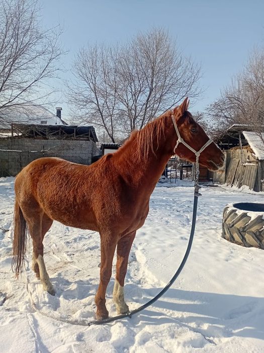 Жеребец дончак крупный