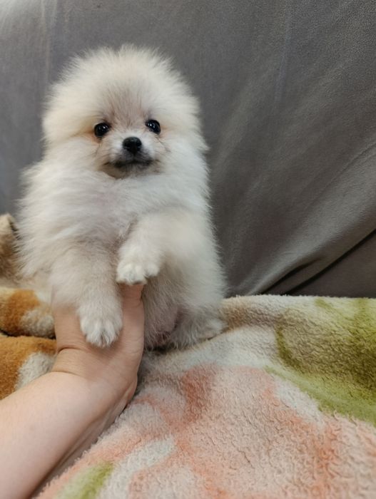 Щенок померанского шпица