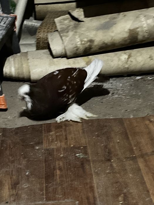 Голубь дутыш (самец)