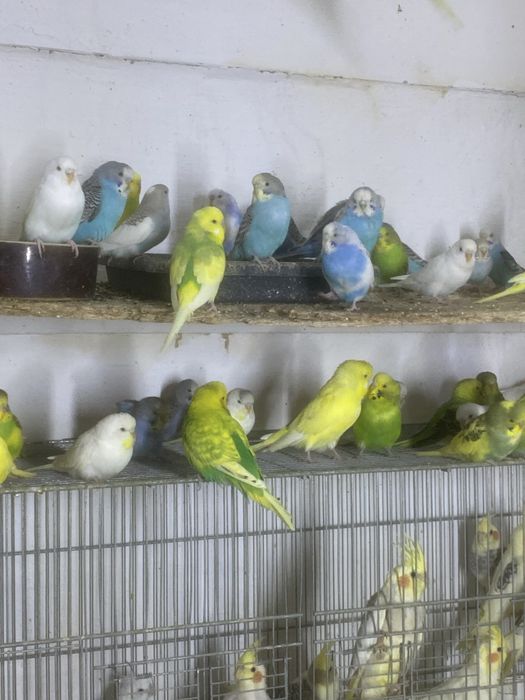 Perusi pui-productie proprie