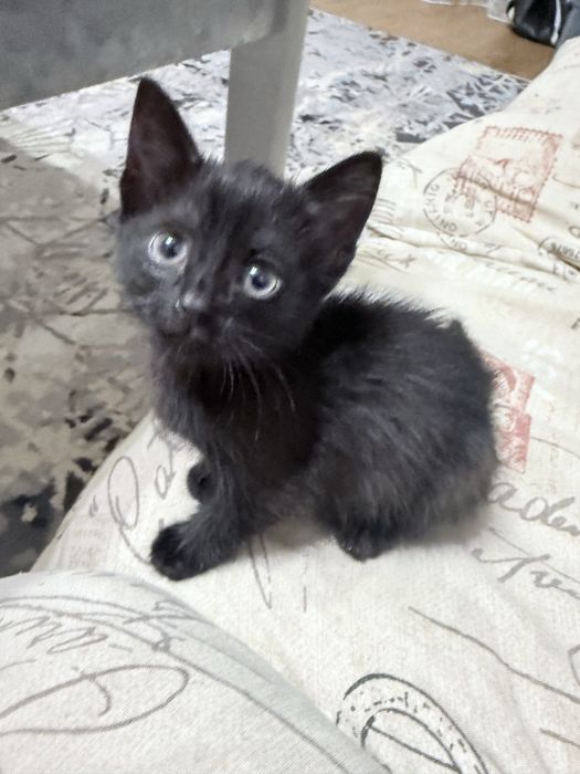 Котята даром ,два мпльчика одна девочка