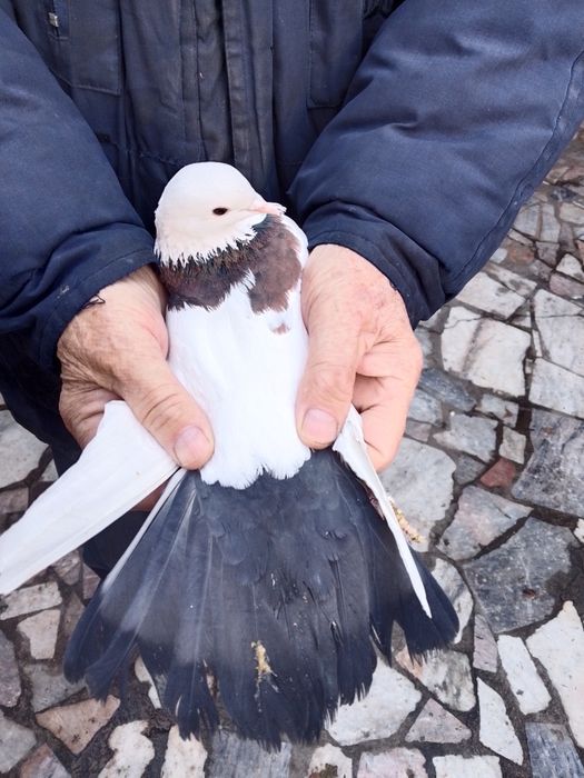 Бакинские голуби