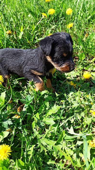 Продам щенков ягтерьера