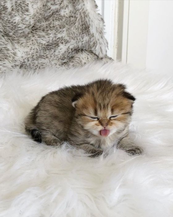 Британские котята