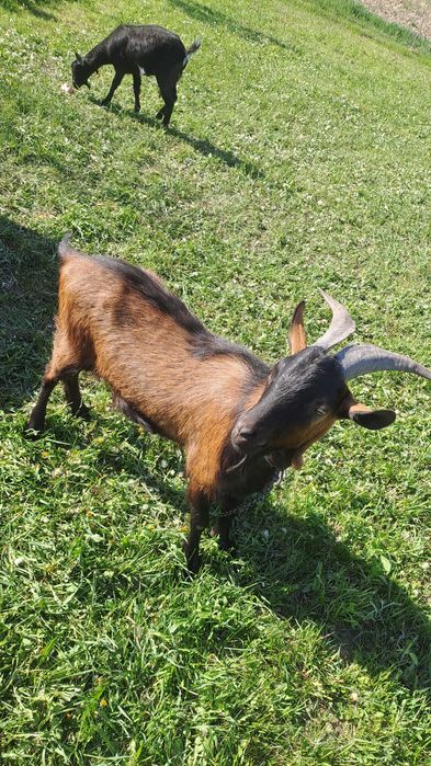 Vând Țap vârsta un an