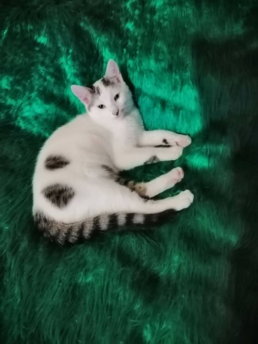 , Коте търси дом,