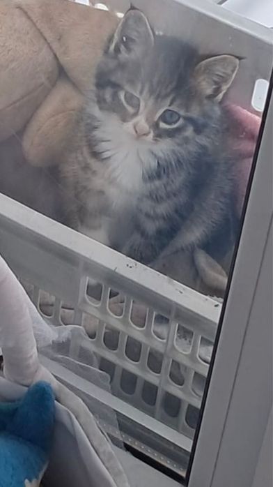 Продаётся котёнок.Шымкент