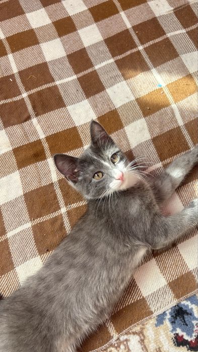 Кошка отдам в добрые руки