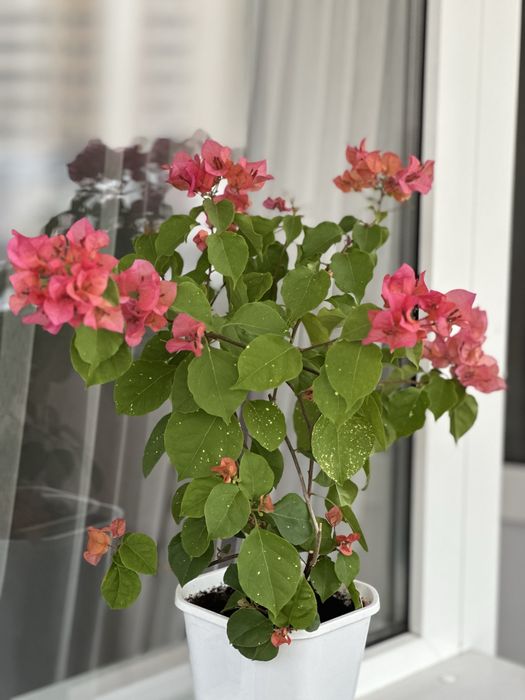 Горшки для бугенвилий и не только