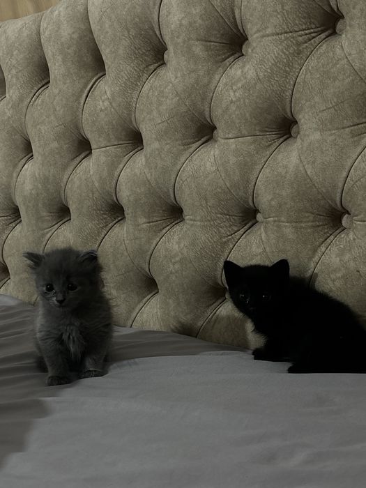 Scottish Fold мысык