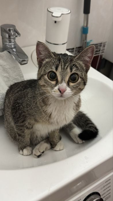 Кошечка ищет дом