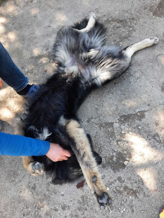 Cățel spre adopție: băiat, 3 ani, talie mare