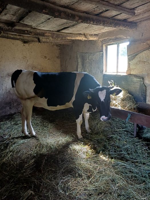 Vând vacă cu 2 viței si juncă gestantă ,5 luni prețul e negociabil