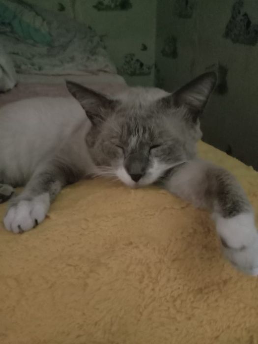 Отдам кота в добрые руки