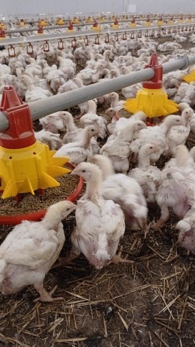 Puii albi de carne și rasa mixta