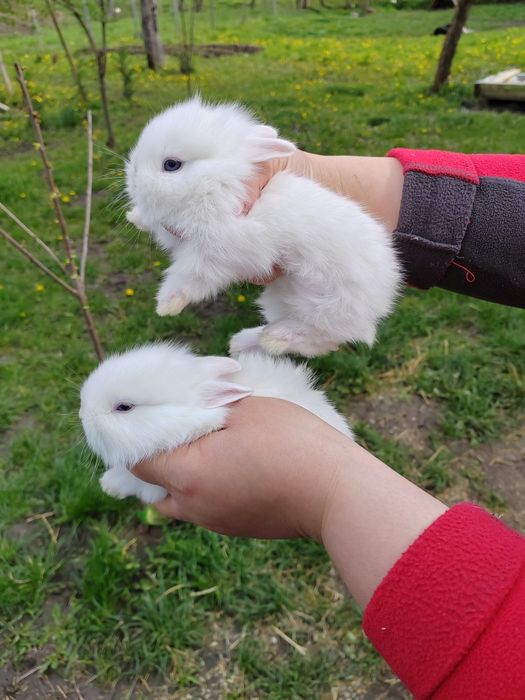 Iepurași pitici de companie