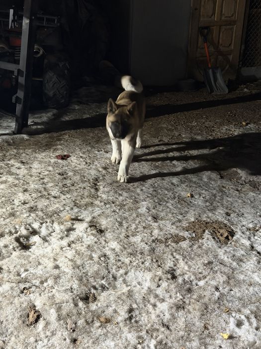 Щенки американской акиты