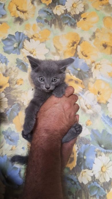 Отдам котят даром