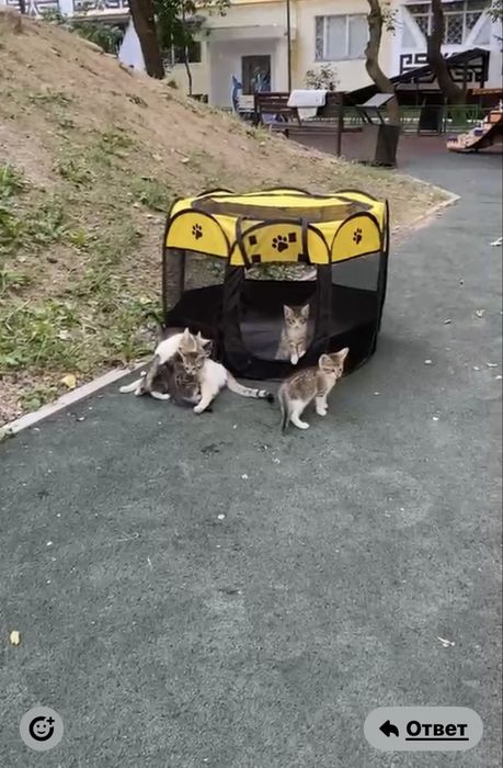Отдам котят в добрые руки!
