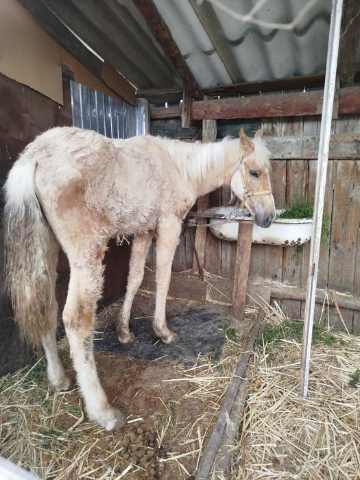 Продается жеребец