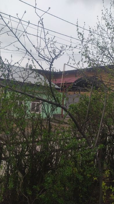 Продаю растение черемуха