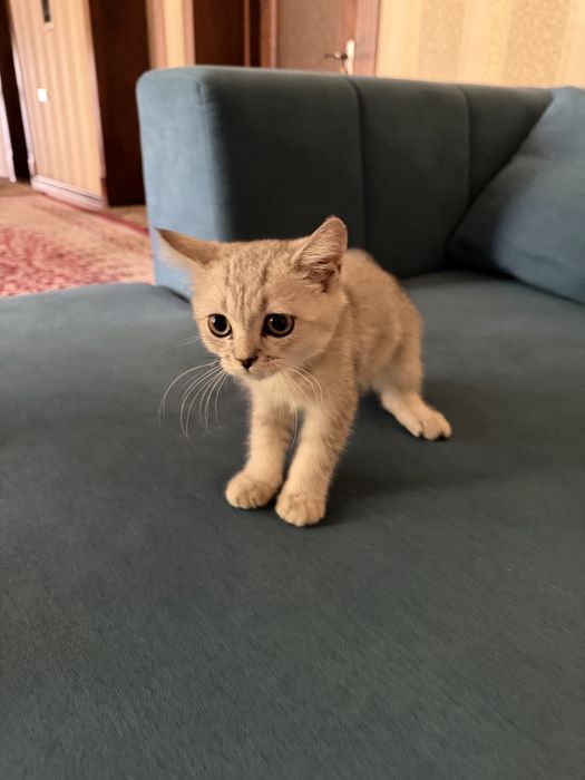 Серая шиншилла кот