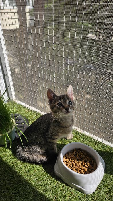 Adoptie pui pisica baietel