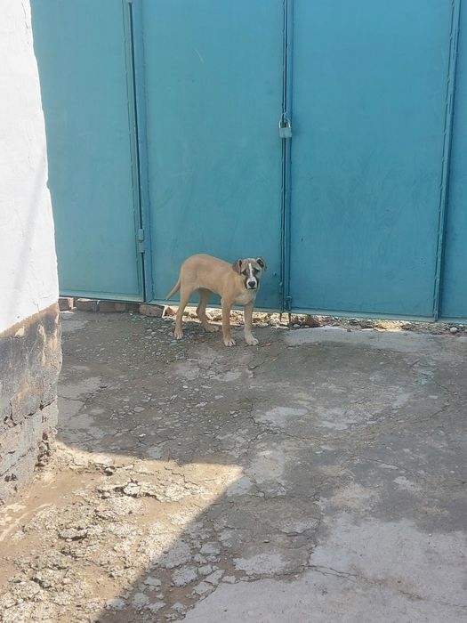 Щенок стаффорда продам