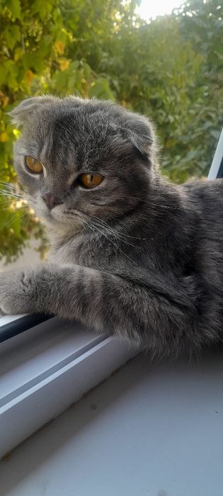 Scottish fold ög'ipbola