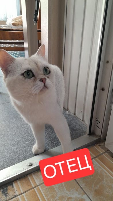 Котята Британские