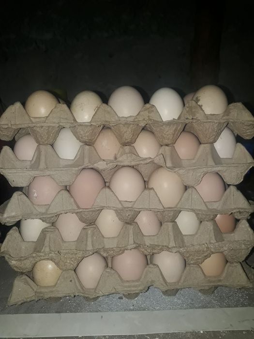 Qora tovuq tuxumlari sotiladi